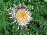 Silberdistel