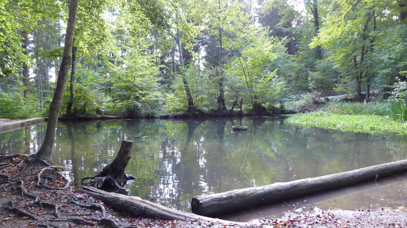 Teich