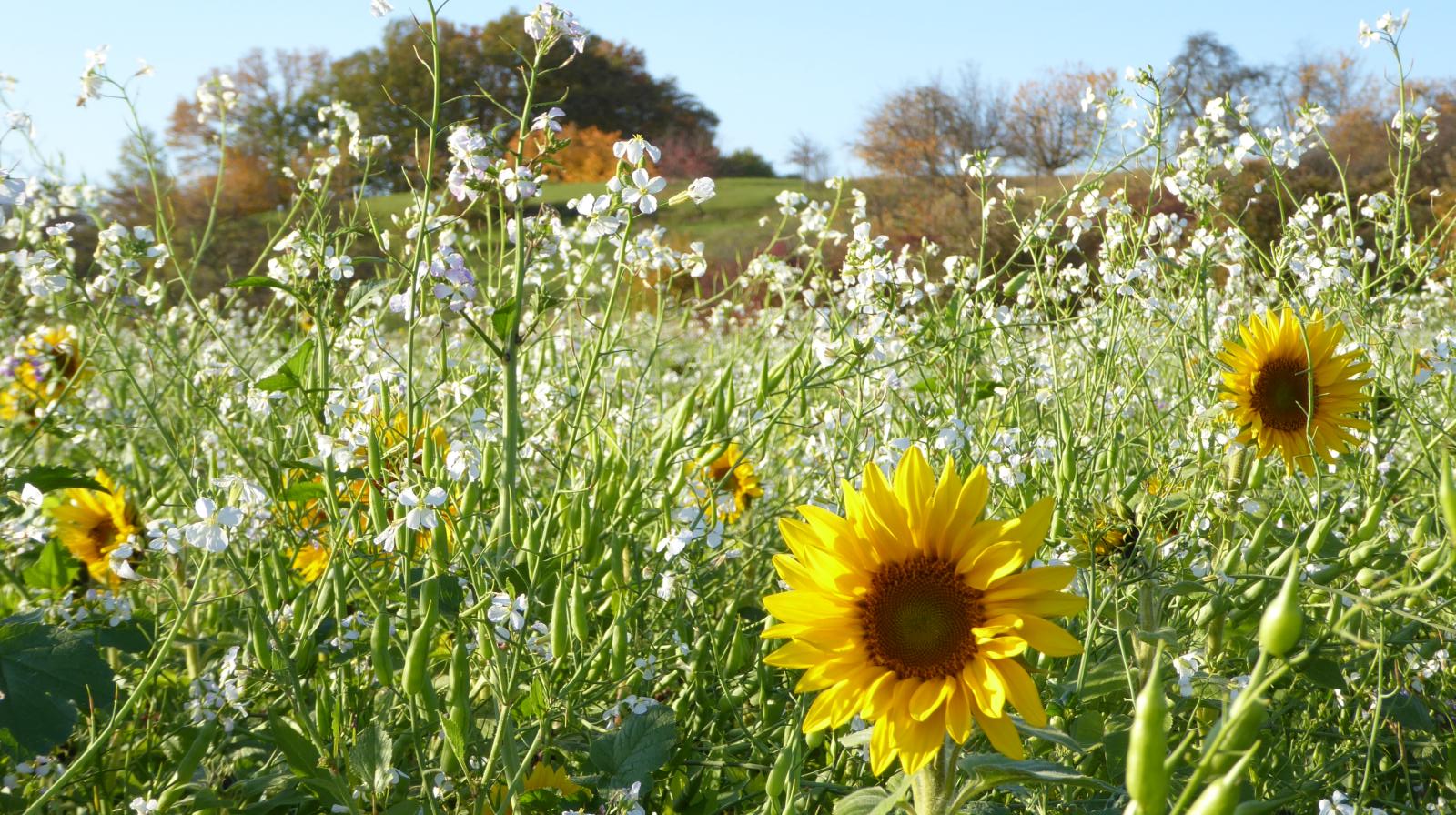 Sonenblumen