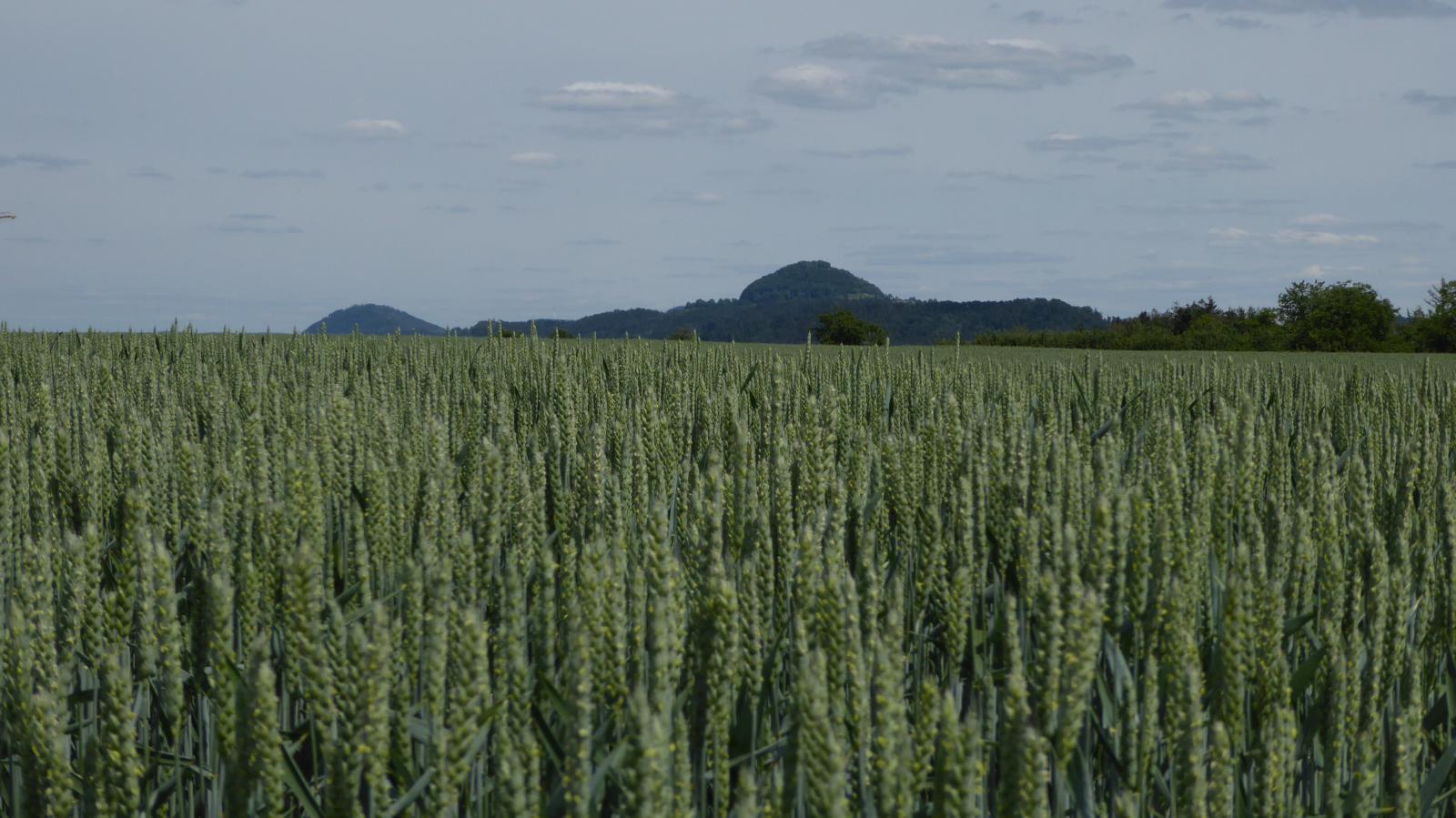 Hohenstaufen