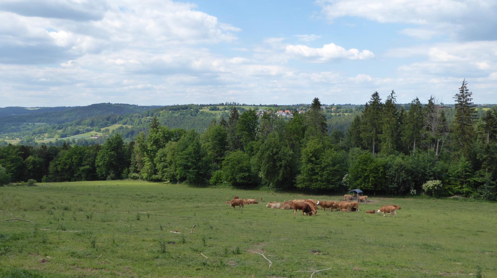 Schoenbronn