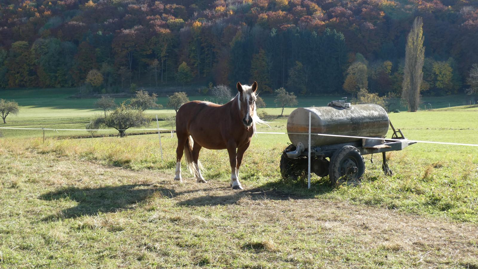 Pferd