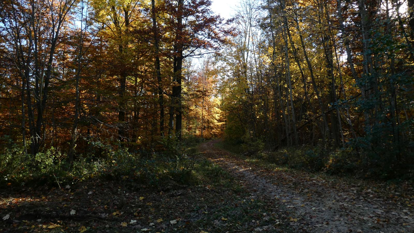 Herbstwald