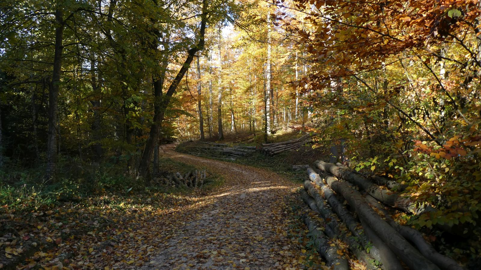 Herbstwald